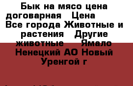 Бык на мясо цена договарная › Цена ­ 300 - Все города Животные и растения » Другие животные   . Ямало-Ненецкий АО,Новый Уренгой г.